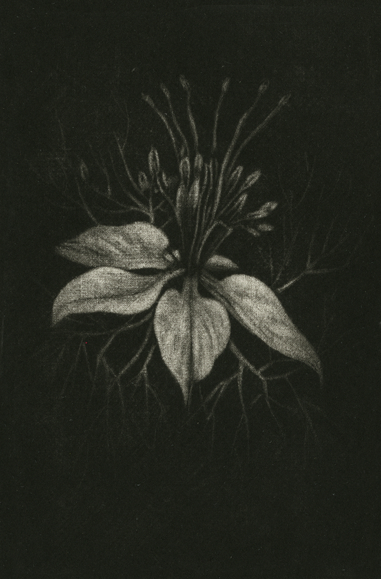 FLOR VIII