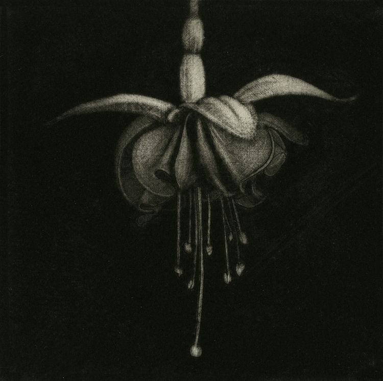 FLOR VII, 2026